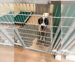 Small Pointer Mix