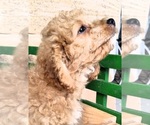 Small Photo #5 Cocker Spaniel-Poodle (Miniature) Mix Puppy For Sale in CADIZ, KY, USA