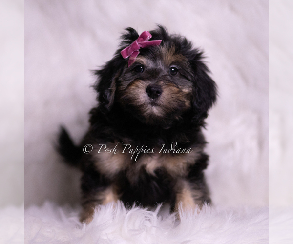 Medium Photo #2 Goldendoodle (Miniature) Puppy For Sale in WARSAW, IN, USA