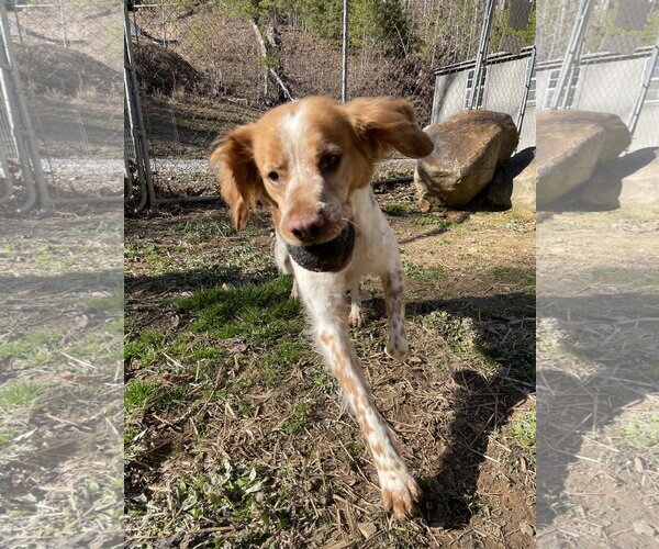 Medium Photo #7 Brittany Puppy For Sale in Curwensville, PA, USA
