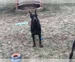 Small Photo #7 Doberman Pinscher Puppy For Sale in MACUNGIE, PA, USA