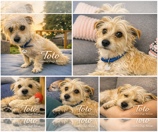 Medium Photo #5 Mal-Shi Puppy For Sale in San Francisco, CA, USA