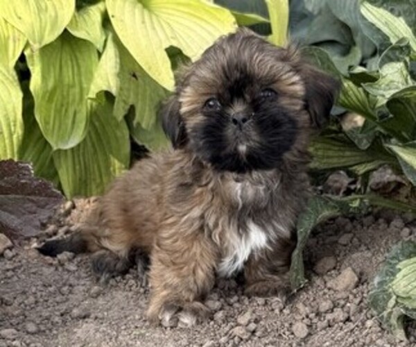 Medium Photo #1 Shih Tzu Puppy For Sale in THORP, WI, USA