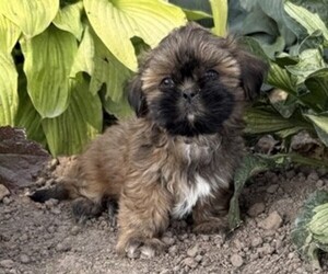 Shih Tzu Puppy for sale in THORP, WI, USA