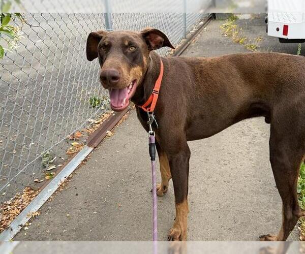 Medium Photo #1 Doberman Pinscher Puppy For Sale in Santa Rosa, CA, USA