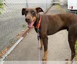 Small Doberman Pinscher