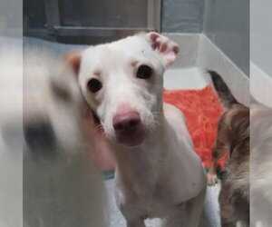 Chihuahua-Unknown Mix Dogs for adoption in Alameda, CA, USA