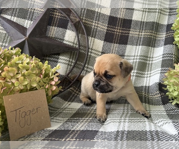 Medium Photo #4 Puggle Puppy For Sale in ELKTON, VA, USA