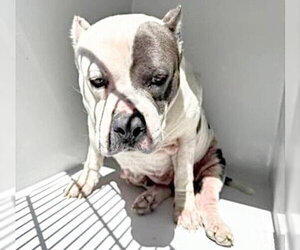 Staffordshire Bull Terrier Dogs for adoption in Houston, TX, USA