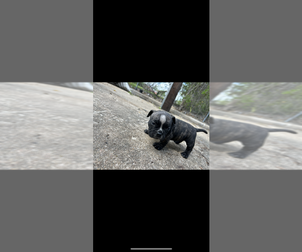 Medium Photo #6 American Bully Puppy For Sale in HOUSTON, TX, USA