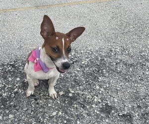 Jack Russell Terrier Puppy for sale in DEERFIELD BEACH, FL, USA