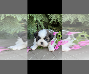 Shih Tzu Puppy for sale in NILES, MI, USA