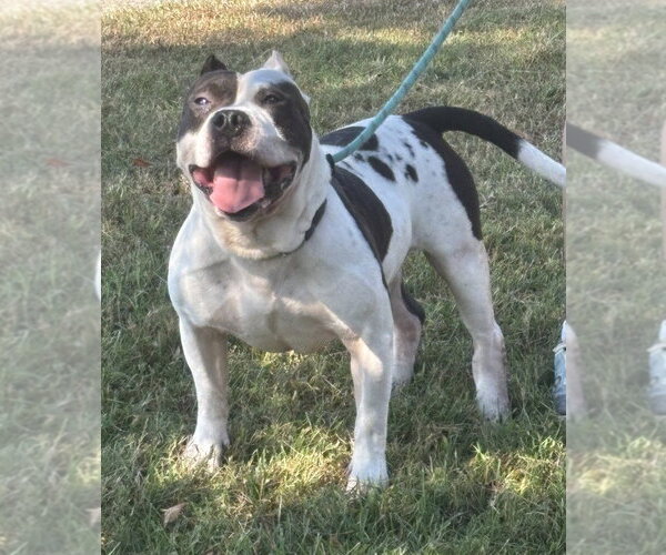 Medium Photo #2 American Staffordshire Terrier Puppy For Sale in Glen Allen, VA, USA