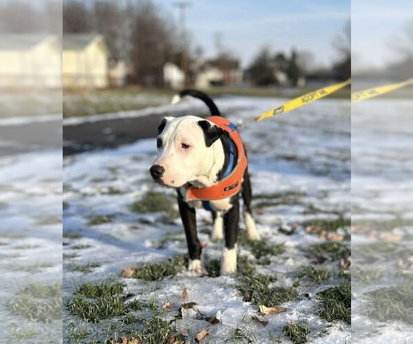 Medium Photo #7 American Pit Bull Terrier-Unknown Mix Puppy For Sale in Germantown, OH, USA