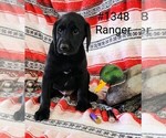 Puppy Ranger Labrador Retriever