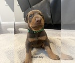 Small Photo #3 Doberman Pinscher Puppy For Sale in GRANT, AL, USA