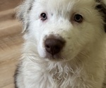 Puppy Puppy 4 Chunk Australian Shepherd