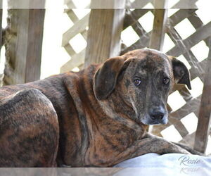 Rosie (Trinity) - Female Plott Hound-Unknown Mix Dog for Adoption - Photo #3