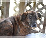 Small #2 Plott Hound Mix