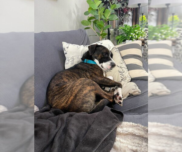 Medium Photo #5 Boxador Puppy For Sale in Chandler, AZ, USA