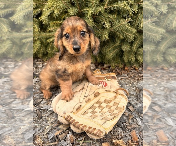 Medium Photo #3 Dachshund Puppy For Sale in MIDDLEBURY, IN, USA