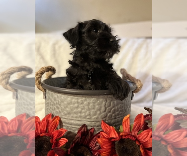 Medium Photo #1 Schnauzer (Miniature) Puppy For Sale in MACON, GA, USA