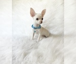 Small #3 Chihuahua