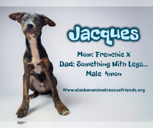 French Bulldog-Unknown Mix Dogs for adoption in Anchorage, AK, USA