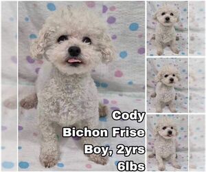 Bichon Frise Dogs for adoption in Seattle, WA, USA