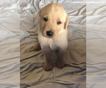 Small Photo #7 Labrador Retriever Puppy For Sale in PRATTVILLE, AL, USA