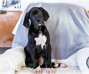 Great Dane Puppy for sale in WAKARUSA, IN, USA