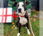 Small #1 American Pit Bull Terrier