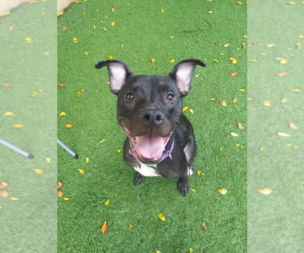 Medium Photo #38 Mutt Puppy For Sale in Pompano Beach , FL, USA