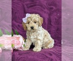 Small Photo #2 Cockapoo-Poodle (Miniature) Mix Puppy For Sale in NEW HOLLAND, PA, USA