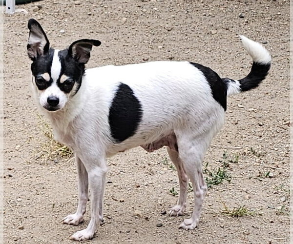 Medium Photo #2 Chihuahua-Unknown Mix Puppy For Sale in Olalla, WA, USA