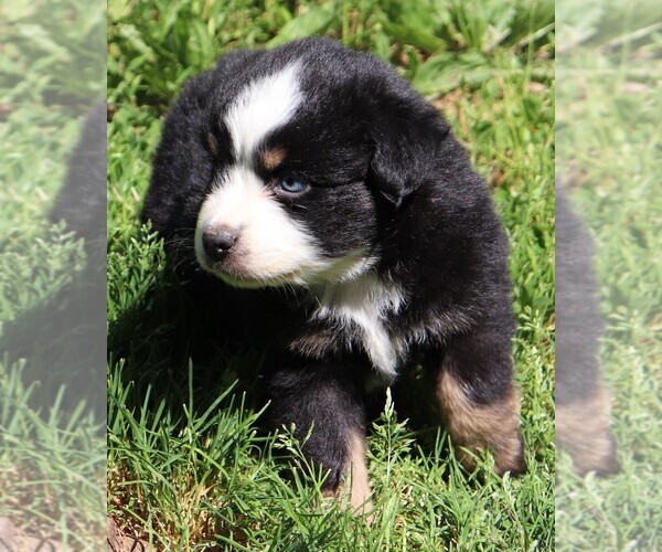 Medium Photo #1 Miniature Australian Shepherd Puppy For Sale in MARION CENTER, PA, USA