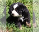 Image preview for Ad Listing. Nickname: Baylee pups