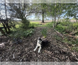 Medium Siberian Husky
