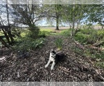 Puppy Obsidian Siberian Husky