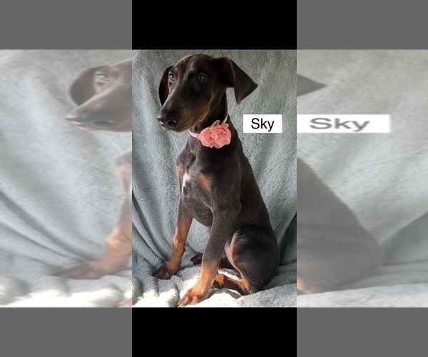 Medium Photo #4 Doberman Pinscher Puppy For Sale in POMEROY, OH, USA