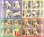 Small Photo #2 Goldendoodle Puppy For Sale in BATON ROUGE, LA, USA