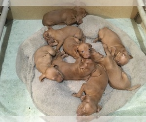 Vizsla Puppy for sale in WIMBERLEY, TX, USA