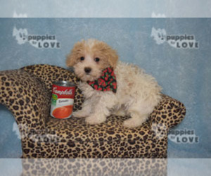 Maltipoo Puppy for sale in SANGER, TX, USA