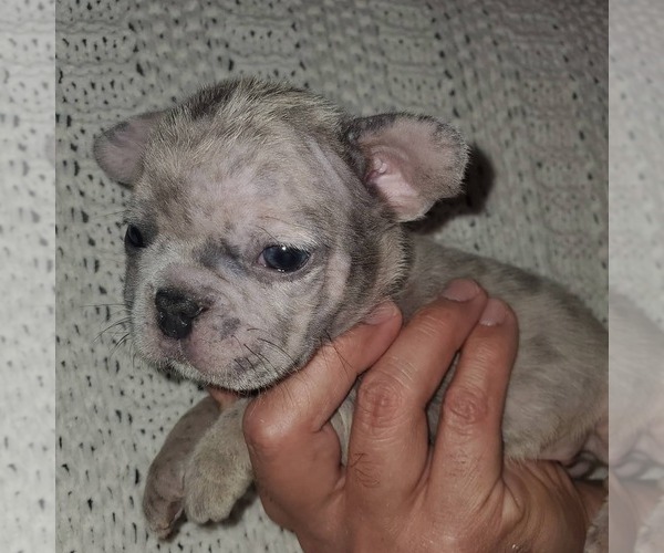 Full screen Photo #4 French Bulldog Puppy For Sale in N LAS VEGAS, NV, USA