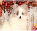 Small #3 Pomeranian