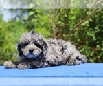 Small #23 Poodle (Toy)