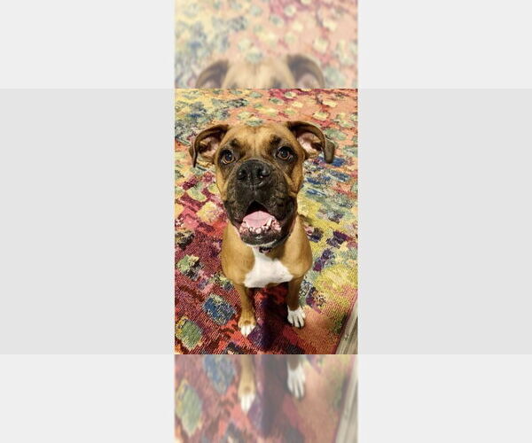 Medium Photo #4 Boxer Puppy For Sale in Austin, TX, USA