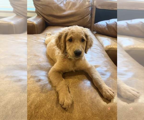 Medium Photo #8 Goldendoodle (Miniature) Puppy For Sale in DALLAS, OR, USA