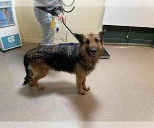 German Shepherd Dog Dog for Adoption in Pasadena, California USA