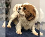 Small #7 Cavalier King Charles Spaniel
